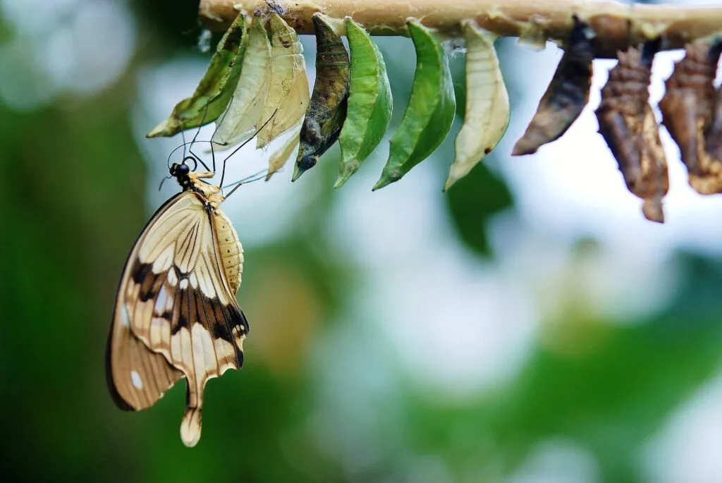 4 leyes de la transformación